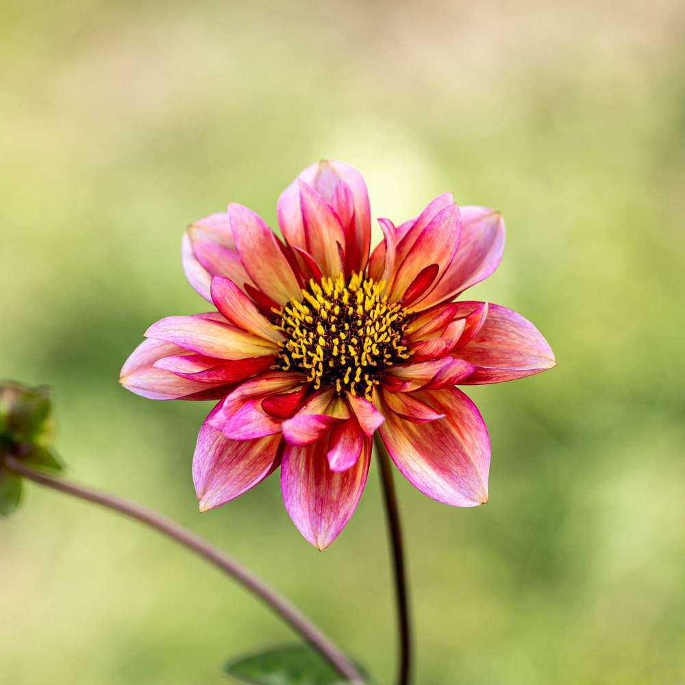 Dahlia 'Princess Nadine'